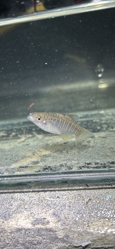 Diamant-killivis (Fundulus xenicus) — Fundulidae — 5