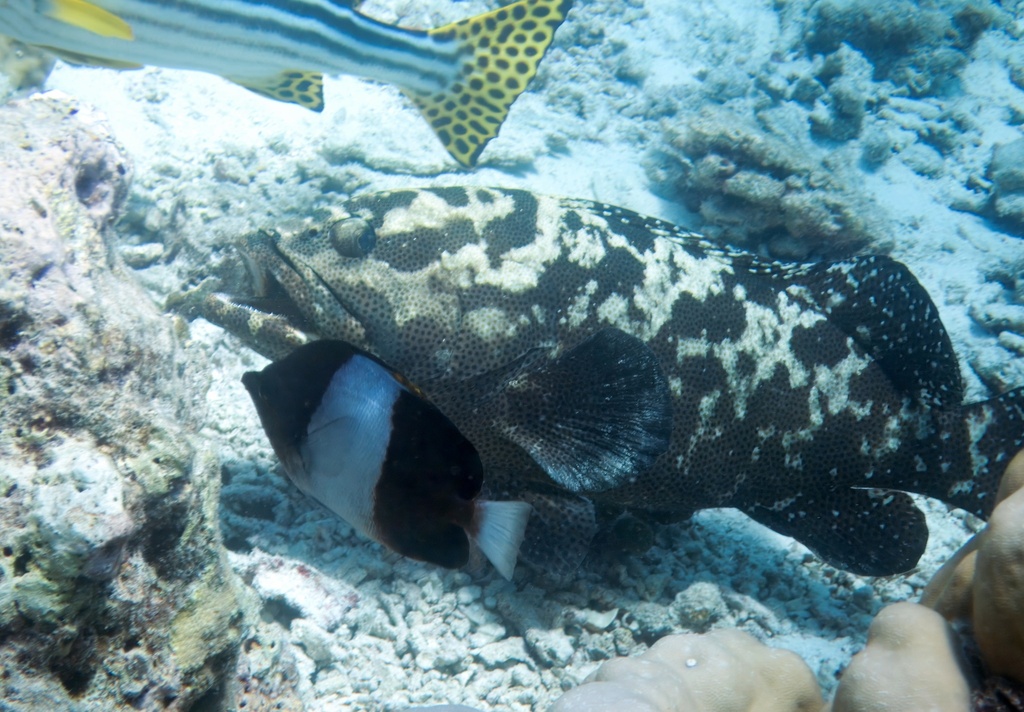 Camouflage grouper