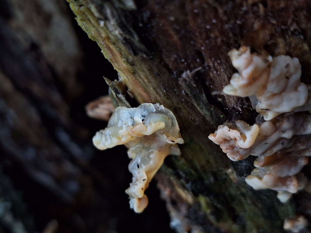 Protohydnum pululahuanum · March 2025 · photo: © rocio_pose (iNaturalist, cc-by)