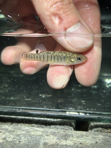 Killifish (Fundulus confluentus) — Fundulidae — 3