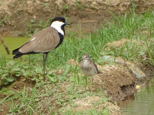 Wood Sandpiper