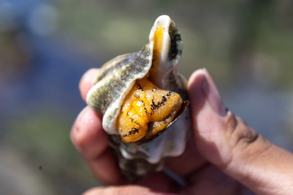 Kellet's Whelk