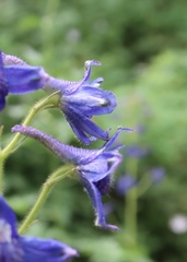 Delphinium barbeyi