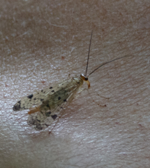 Panorpa nebulosa