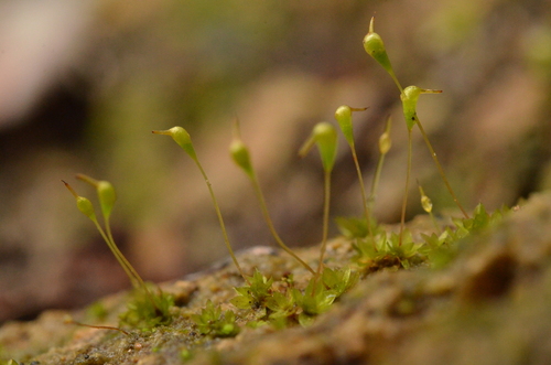 Entosthodon attenuatus observed 2025-02-25