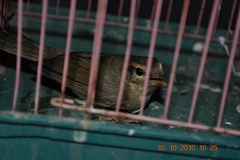 Phylloscopus schwarzi
