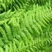 Leptosporangiate Ferns - Photo (c) Ed Alverson, some rights reserved (CC BY), uploaded by Ed Alverson