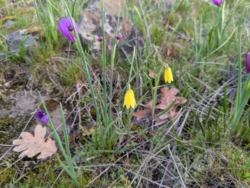 Foto de Fritillaria pudica