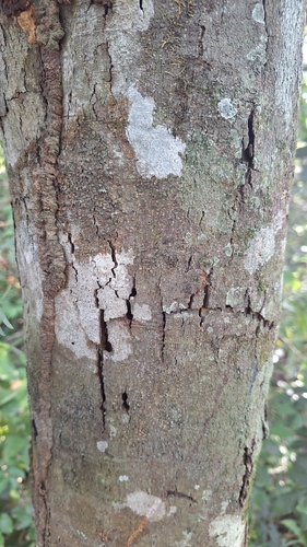 Holocalyx balansae, photograph 4