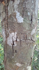 Holocalyx balansae, photograph (c) Gonzalo Roget, some rights reserved (CC BY)