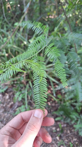 Holocalyx balansae, photograph 5