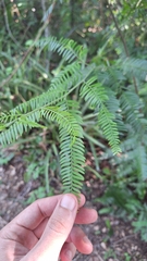 Holocalyx balansae, photograph (c) Gonzalo Roget, some rights reserved (CC BY)