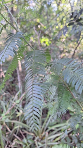 Holocalyx balansae, photograph 6