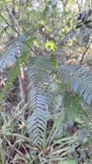 Holocalyx balansae, photograph (c) Gonzalo Roget, some rights reserved (CC BY)