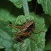 Basque Wide-winged Bush-Cricket - Photo (c) David GENOUD, some rights reserved (CC BY-NC-SA)