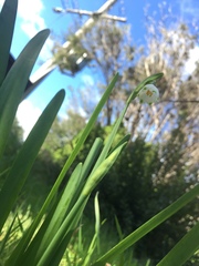Convallaria