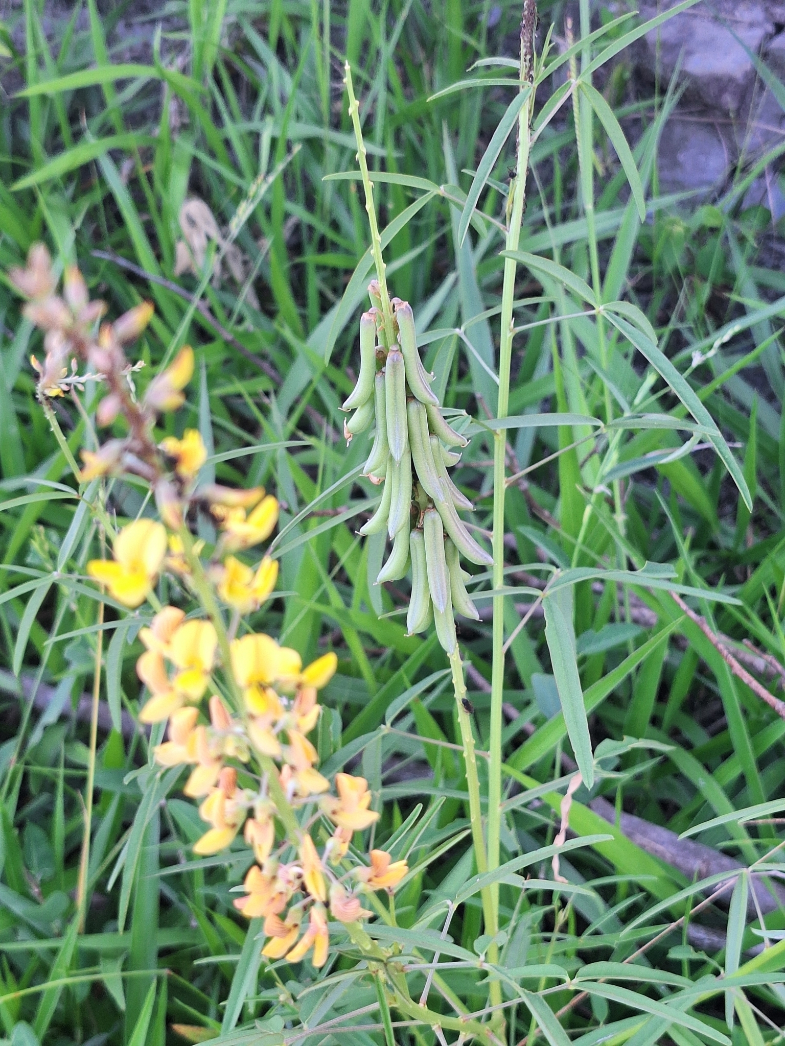 Crotalaria lanceolata