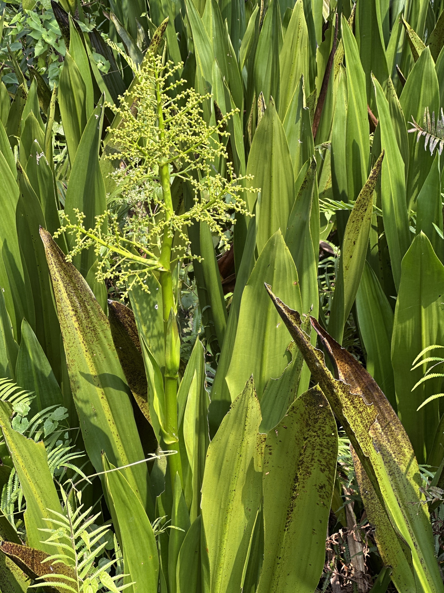 Hanguana anthelminthica