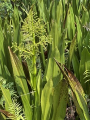Hanguana anthelminthica, photograph Rosario Douglas, CC BY, iNaturalist via GBIF