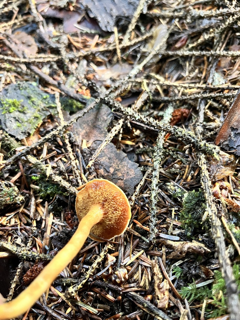Chalciporus piperatus · March 2025 · photo: © sur_endemico (iNaturalist, cc-by-nc)