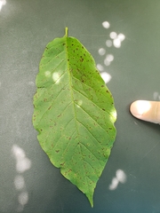 Magnolia acuminata