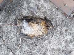 Turdus