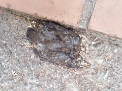 Turdus