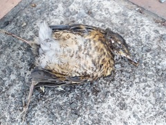 Turdus