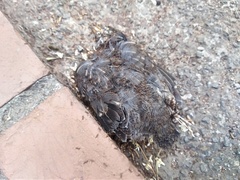 Turdus