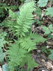 Dryopteris intermedia