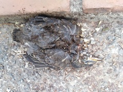 Turdus