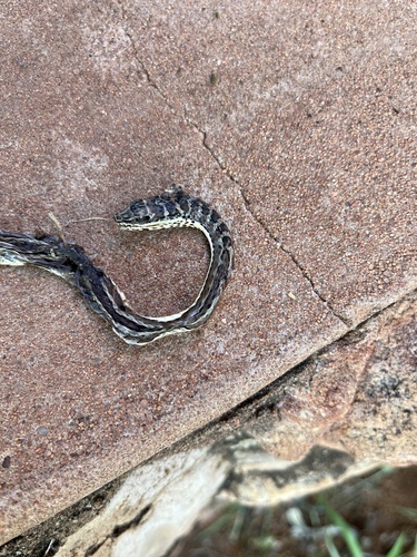 Stripe-bellied Sand Snake