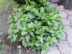 Mirabilis jalapa