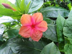 Mirabilis jalapa