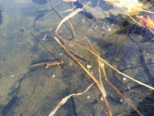 Red-spotted Newt