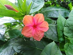 Mirabilis jalapa