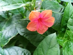Mirabilis jalapa