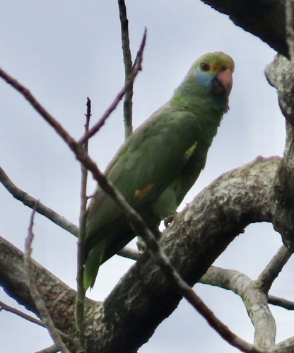 Blue-cheeked Amazon (Amazona dufresniana)