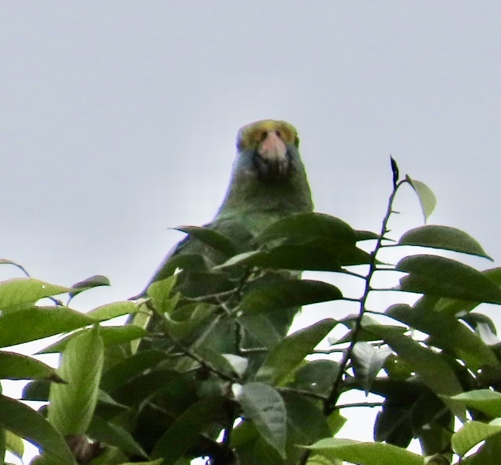 Blue-cheeked Amazon (Amazona dufresniana), photo 2
