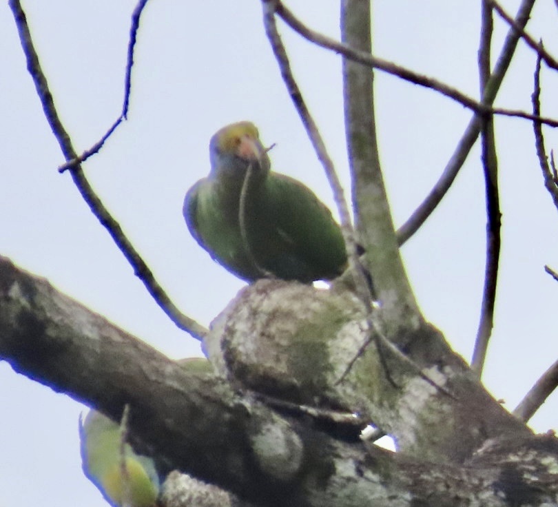 Blue-cheeked Amazon (Amazona dufresniana), photo 3