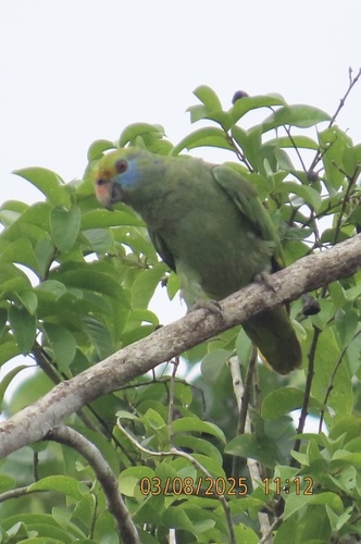 Blue-cheeked Amazon (Amazona dufresniana), photo 9