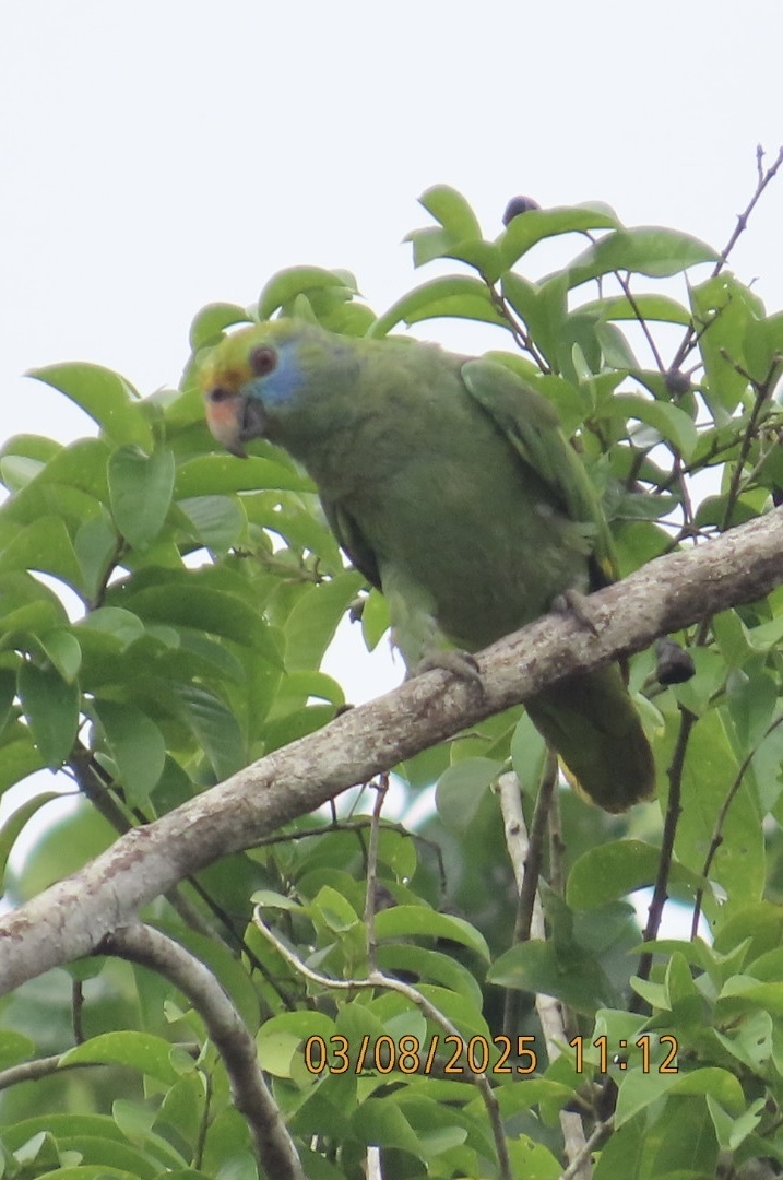 Blue-cheeked Amazon (Amazona dufresniana), photo 4