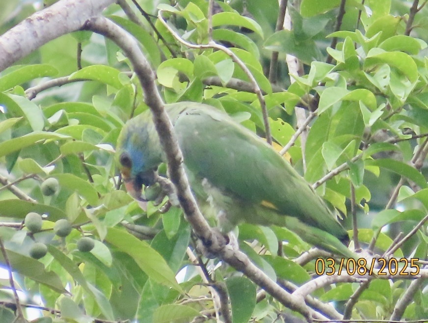Blue-cheeked Amazon (Amazona dufresniana), photo 5