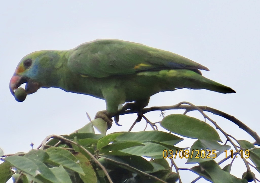Blue-cheeked Amazon (Amazona dufresniana), photo 6