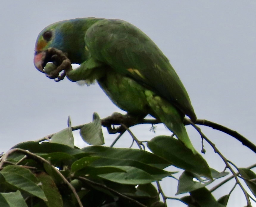 Blue-cheeked Amazon (Amazona dufresniana), photo 7
