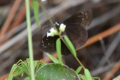 Ephyriades brunnea