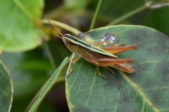 Dichromorpha elegans