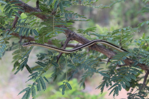 Stripe-bellied Sand Snake