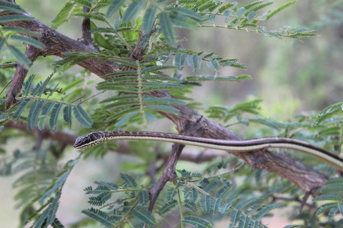 Stripe-bellied Sand Snake