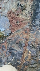 Rhodochorton purpureum